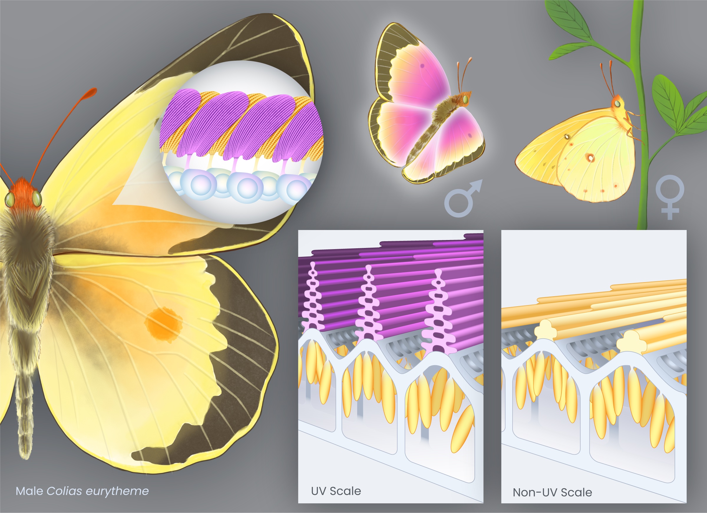 Infographic showing microscopic details of the scales that make up a butterfly wing